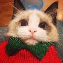 国产猫先生视频全集,穿越时空的奇幻冒险之旅