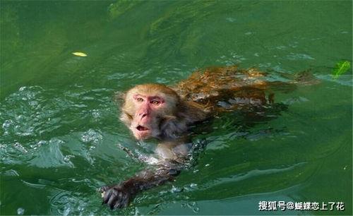 2019国产水猴子视频,揭秘神秘生物的奇幻之旅