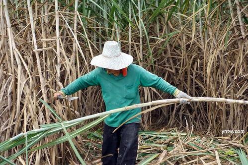泰国产不产甘蔗呢视频,甜蜜之源，甘蔗产业探秘