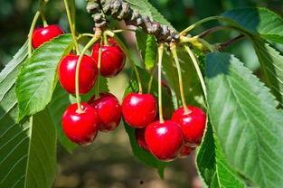 国产樱桃如何修剪视频,国产樱桃修剪技巧视频解析