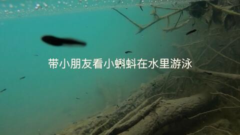 国产成蝌蚪在线播放视频,探索国产影视新天地