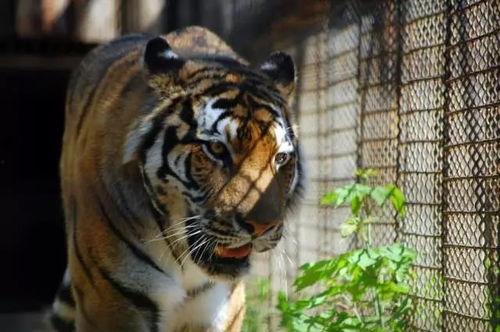 四虎视频国产在线观看,国产在线观影新体验