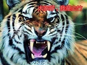 四虎视频国产在线观看,国产在线观影新体验