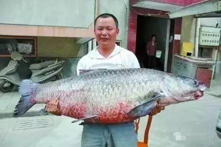 青鱼视频国产在,探索本土创意与技术的融合之旅