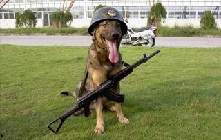 国产军犬 远程训练视频,国产军犬远程训练视频揭秘