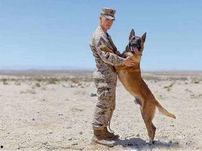 国产军犬 远程训练视频,国产军犬远程训练视频揭秘