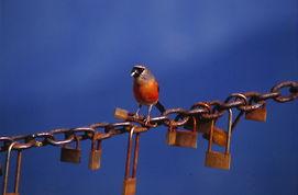 国产爱情鸟图片高清视频,高清视觉盛宴中的浪漫演绎