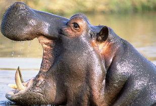 国产色河马视频