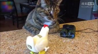 中国产猫视频大全