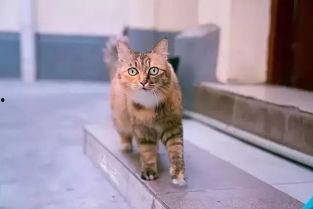 中国产猫视频大全