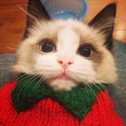 国产猫先生视频全集