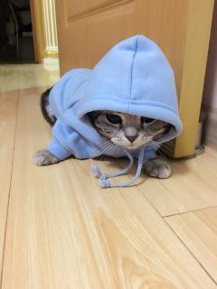 国产猫先生视频全集