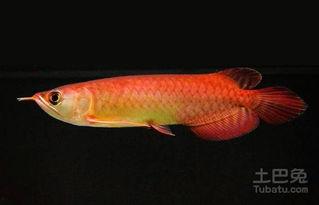 国产金龙鱼繁殖视频